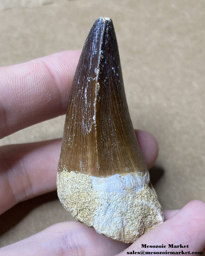 An image of the mesial side of a fossilized tooth from a marine reptile or mosasaur.