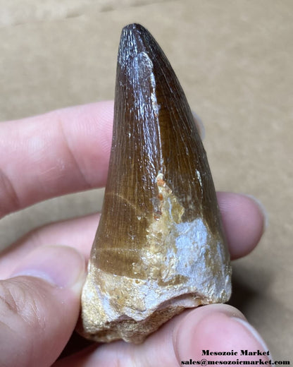 An image of the distal side of a fossilized tooth from a marine reptile or mosasaur.