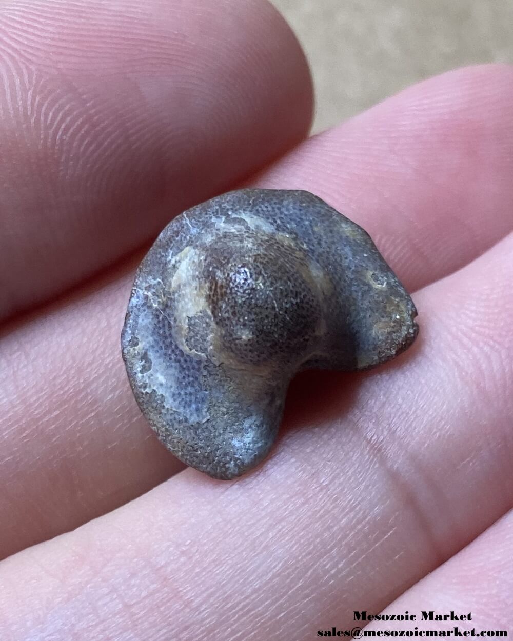 An image of the top view of a fossilized shark tooth from a Ptychodus.