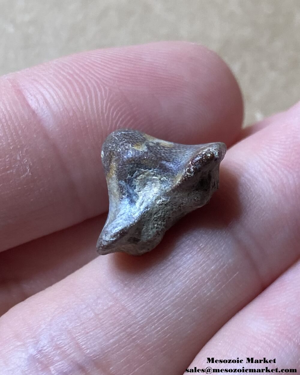 An image of a fossilized shark tooth from a Ptychodus.