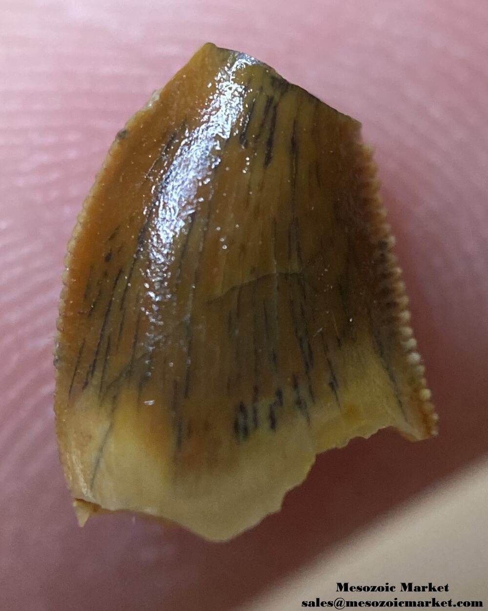 An image of an abelisaurid tooth.