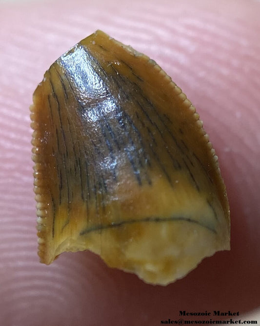 An image of an abelisaurid tooth.