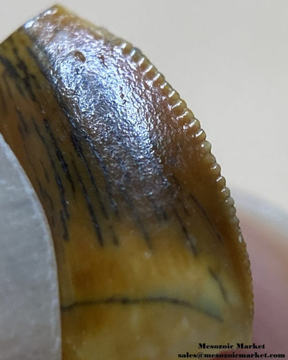 An image of an abelisaurid tooth.