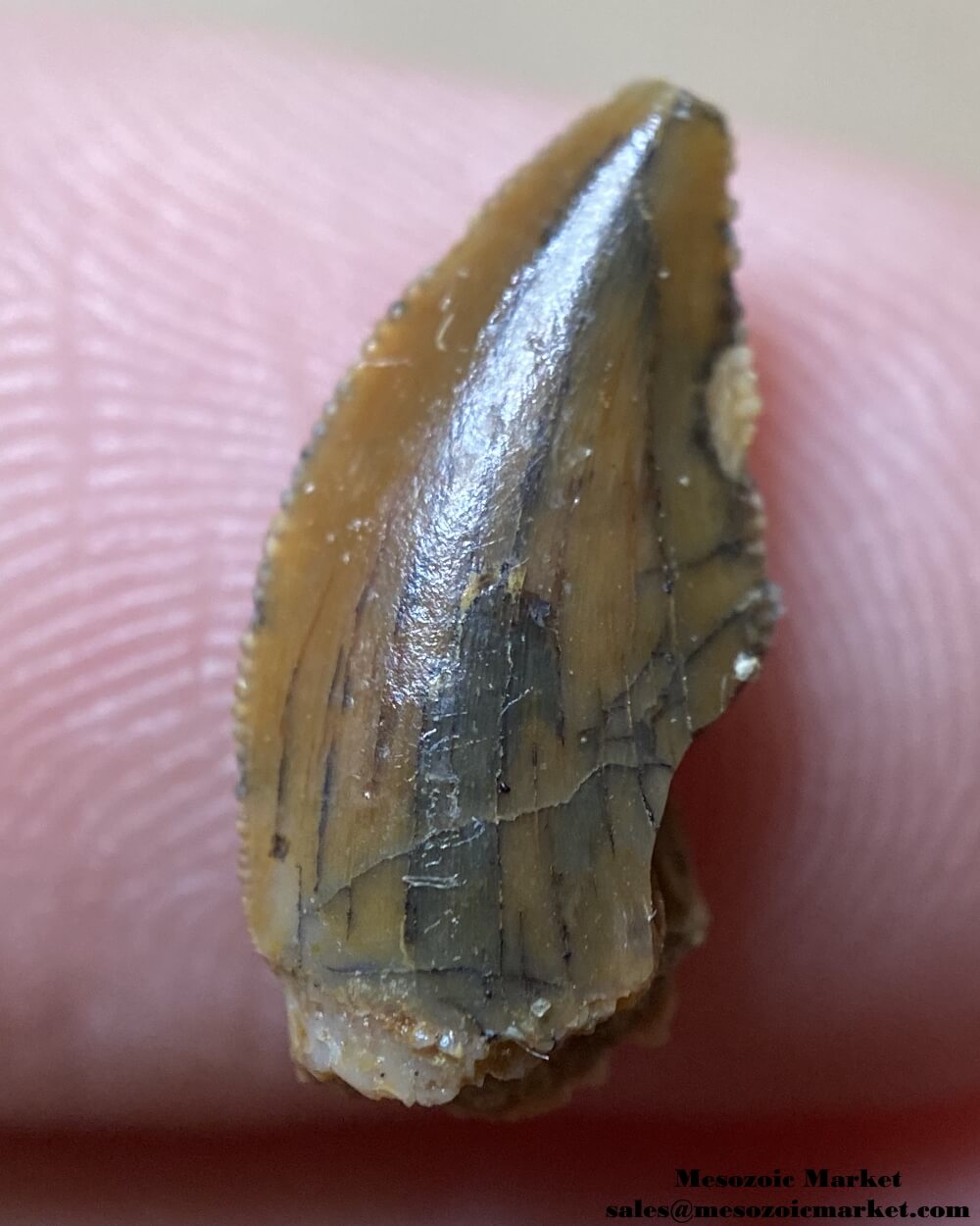 An image of an abelisaurid dinosaur tooth from the Kem Kem Beds.