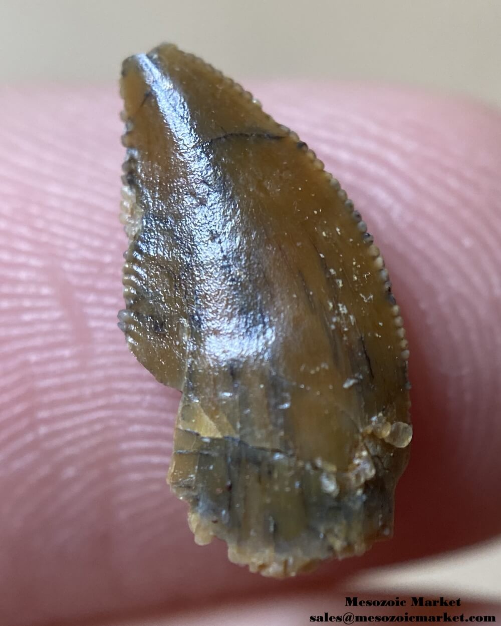 An image of an abelisaurid dinosaur tooth from the Kem Kem Beds.