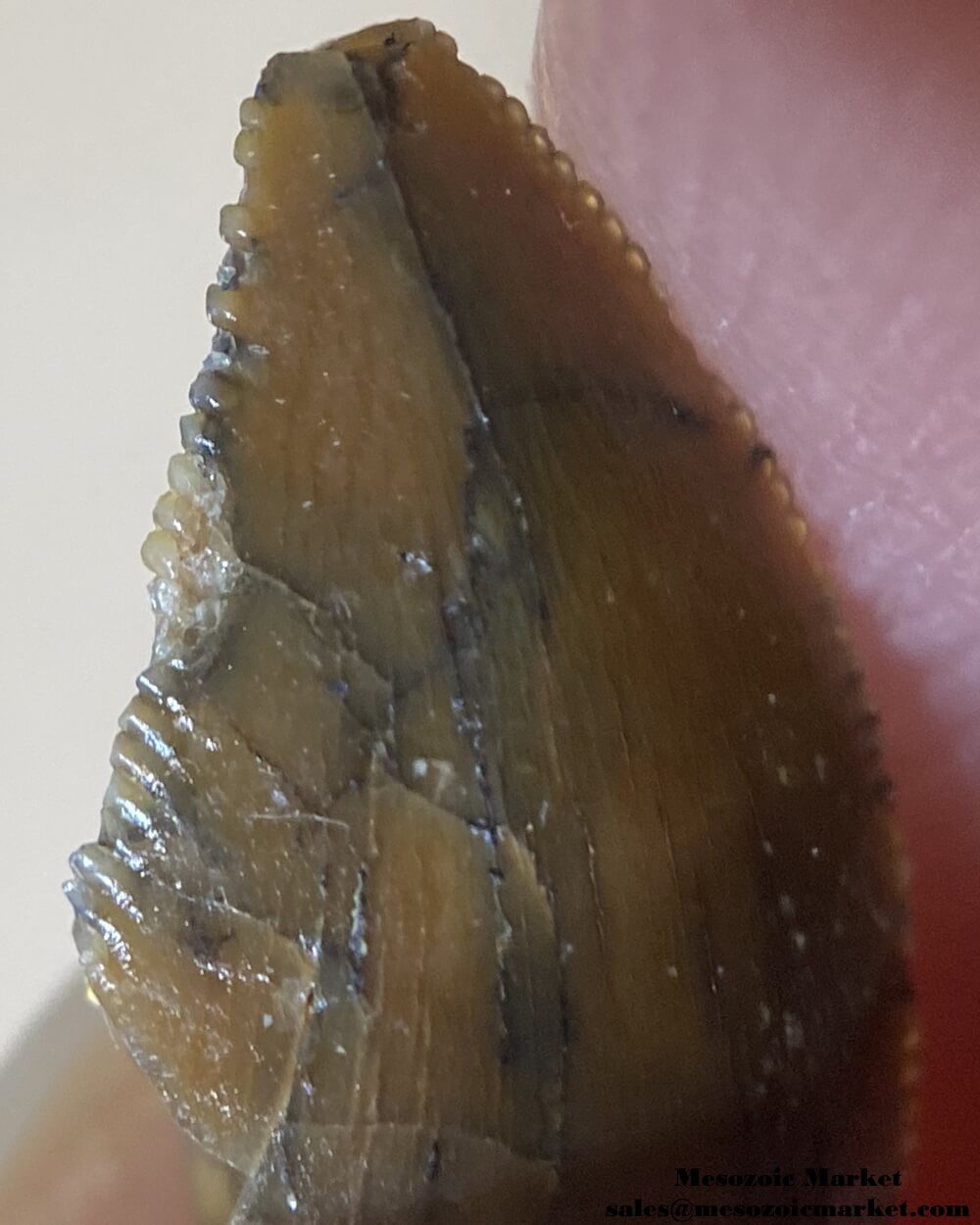 An image of an abelisaurid dinosaur tooth from the Kem Kem Beds.