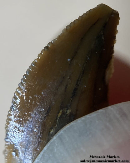 An image of an abelisaurid dinosaur tooth from the Kem Kem Beds.