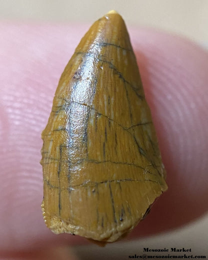 An image of an abelisaurid dinosaur tooth fossil.