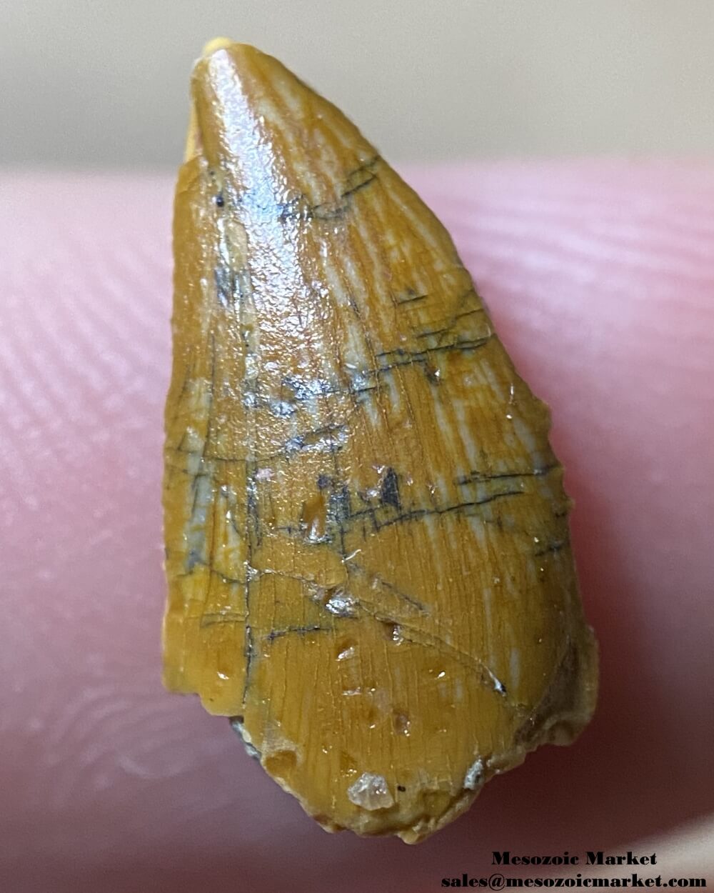 An image of an abelisaurid dinosaur tooth fossil.