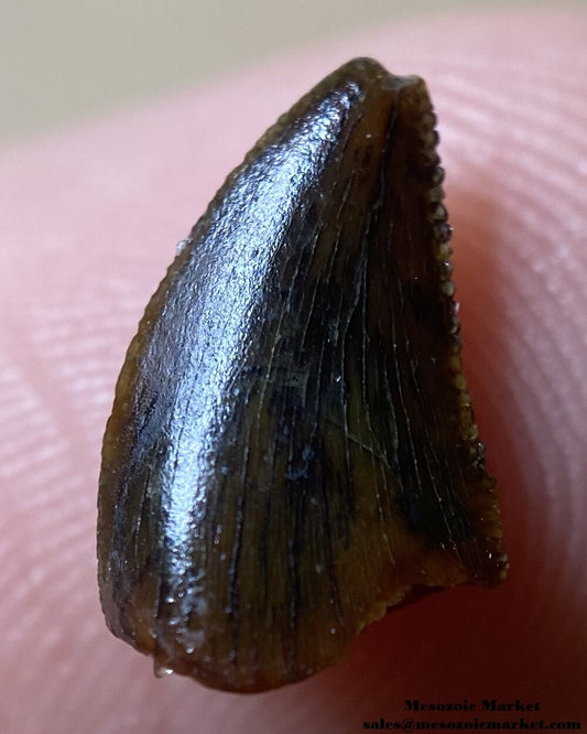 An image of a small, but beautifully preserved abelisaurid dinosaur tooth.