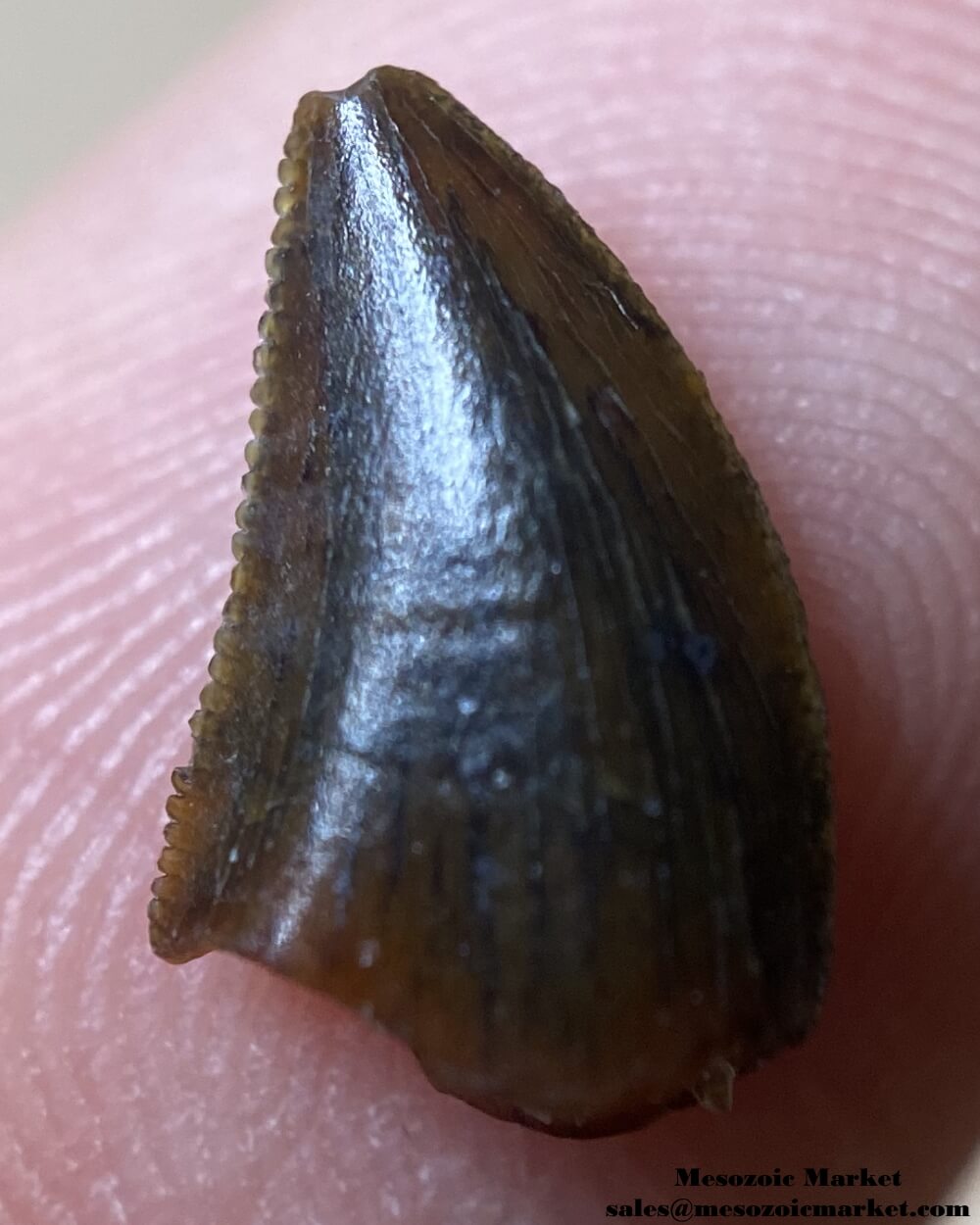 An image of a small, but beautifully preserved abelisaurid dinosaur tooth.