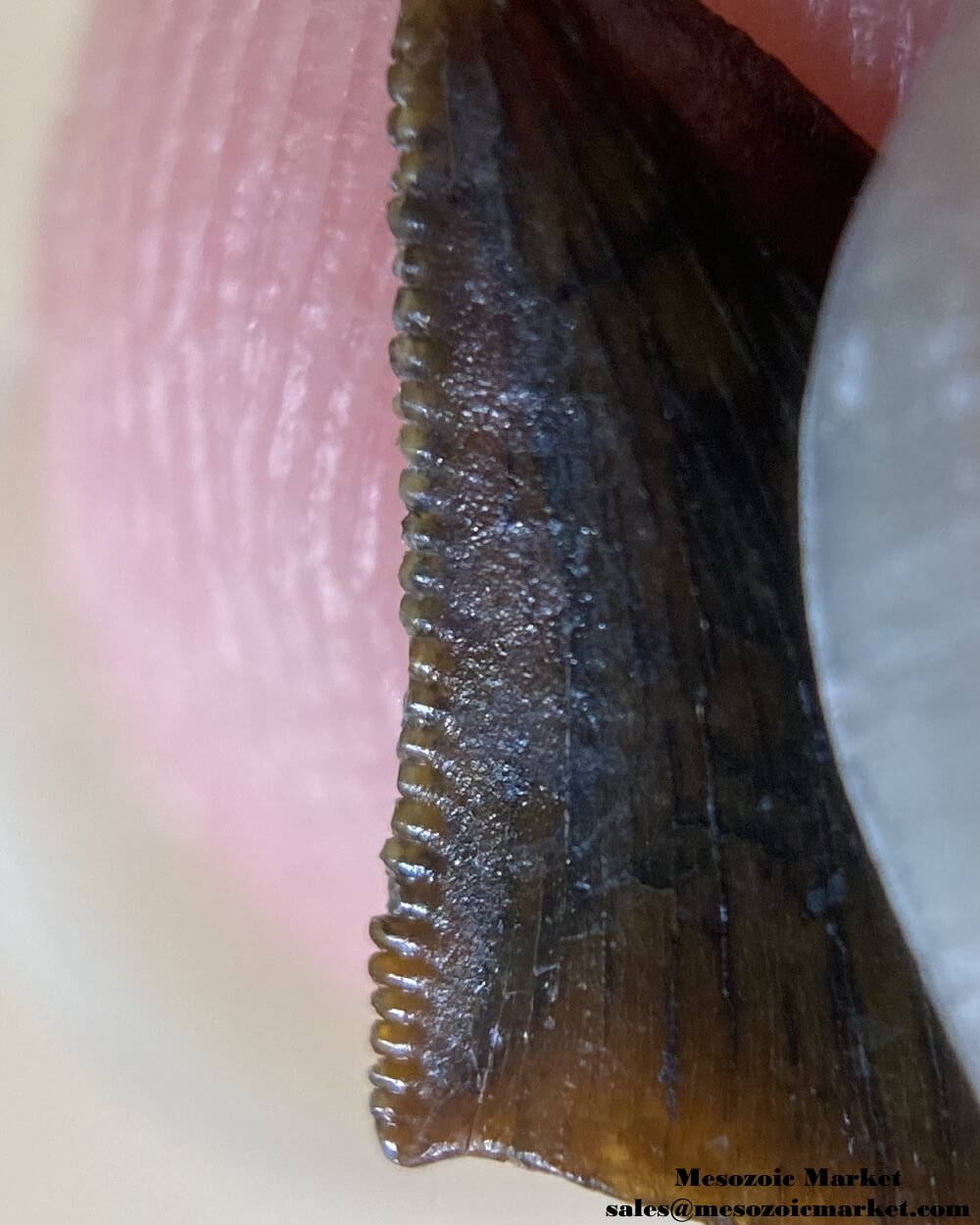 An image of a closeup view of the distal serrations of a well preserved abelisaur tooth.