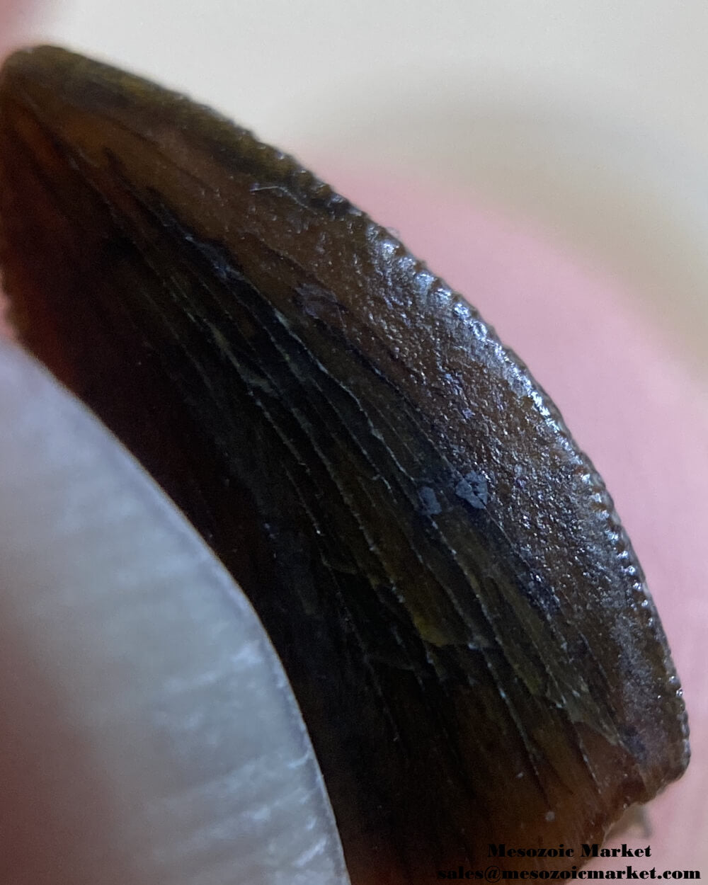 An image of the mesial serrations of an abelisaurid or Rugops tooth.