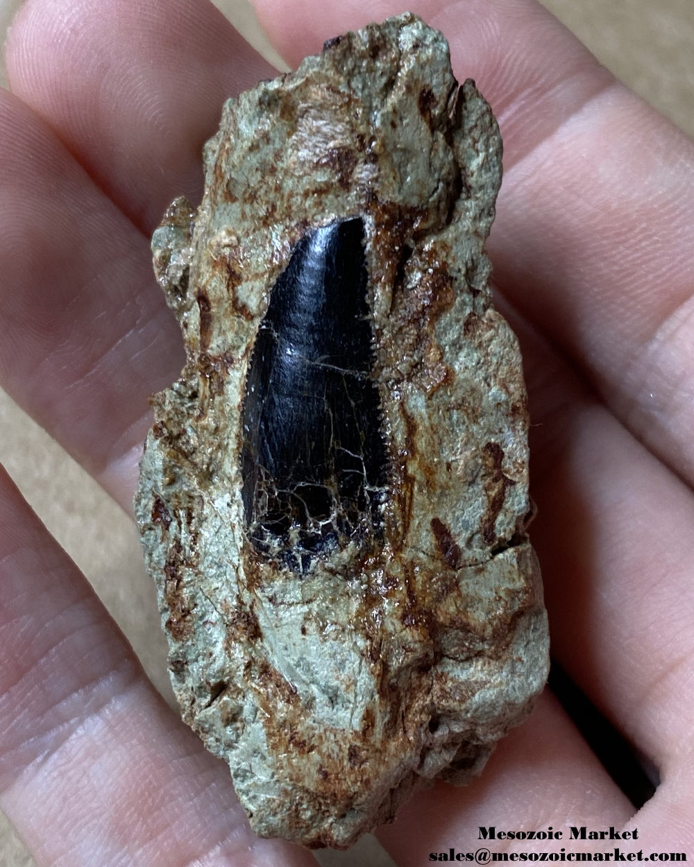 Fossilized dinosaur tooth of an Dekkar abelisaurid theropod on original matrix. #MAR18851-1