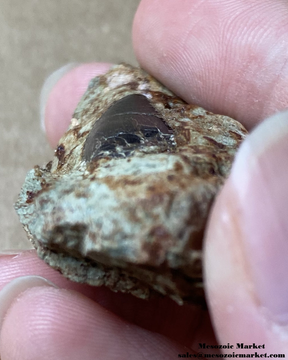 Cross-section of a fossilized dinosaur tooth of a Dekkar abelisaurid theropod on original matrix. #MAR18851-3