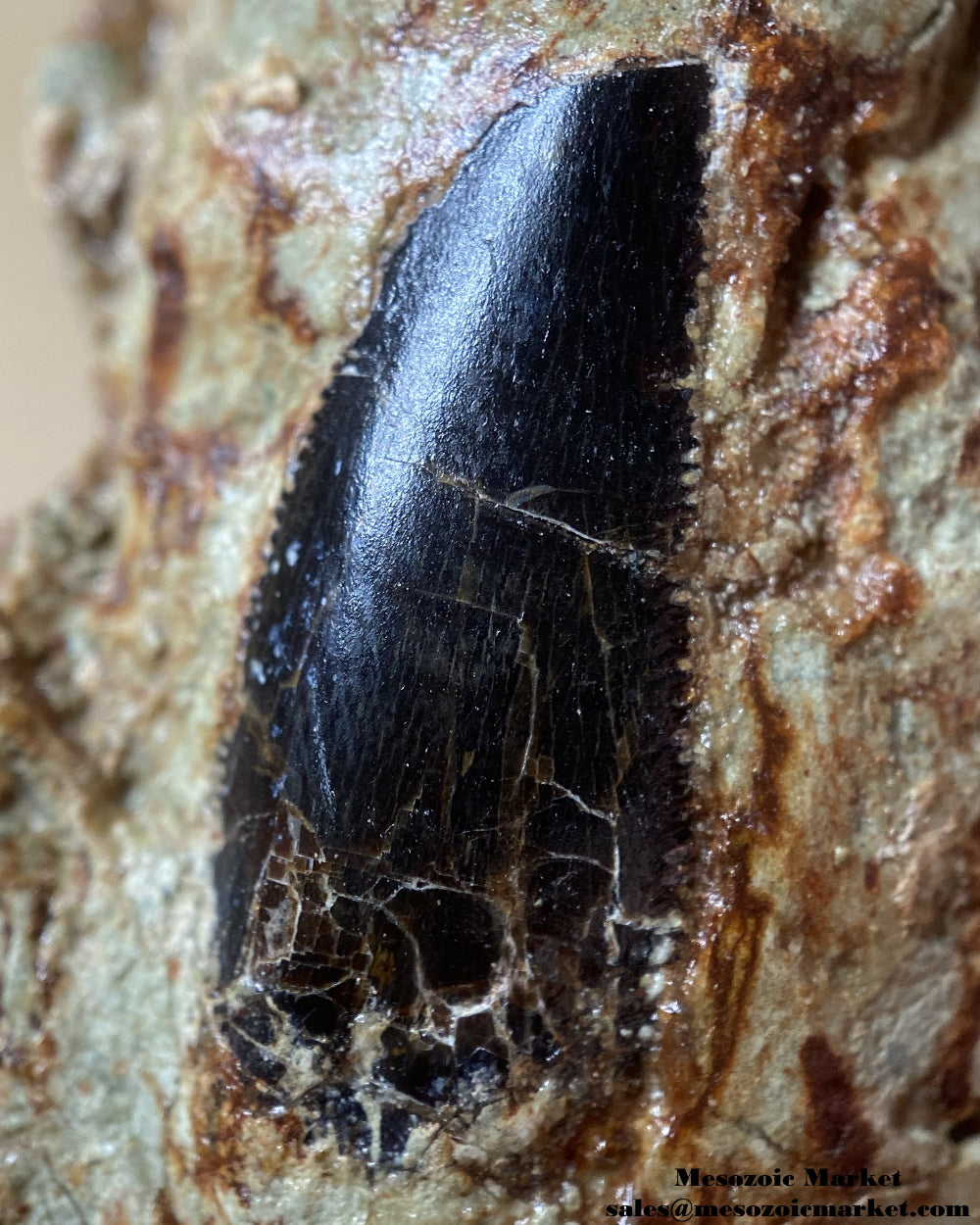 Fossilized dinosaur tooth of a Dekkar abelisaurid theropod on original matrix. #MAR18851-4