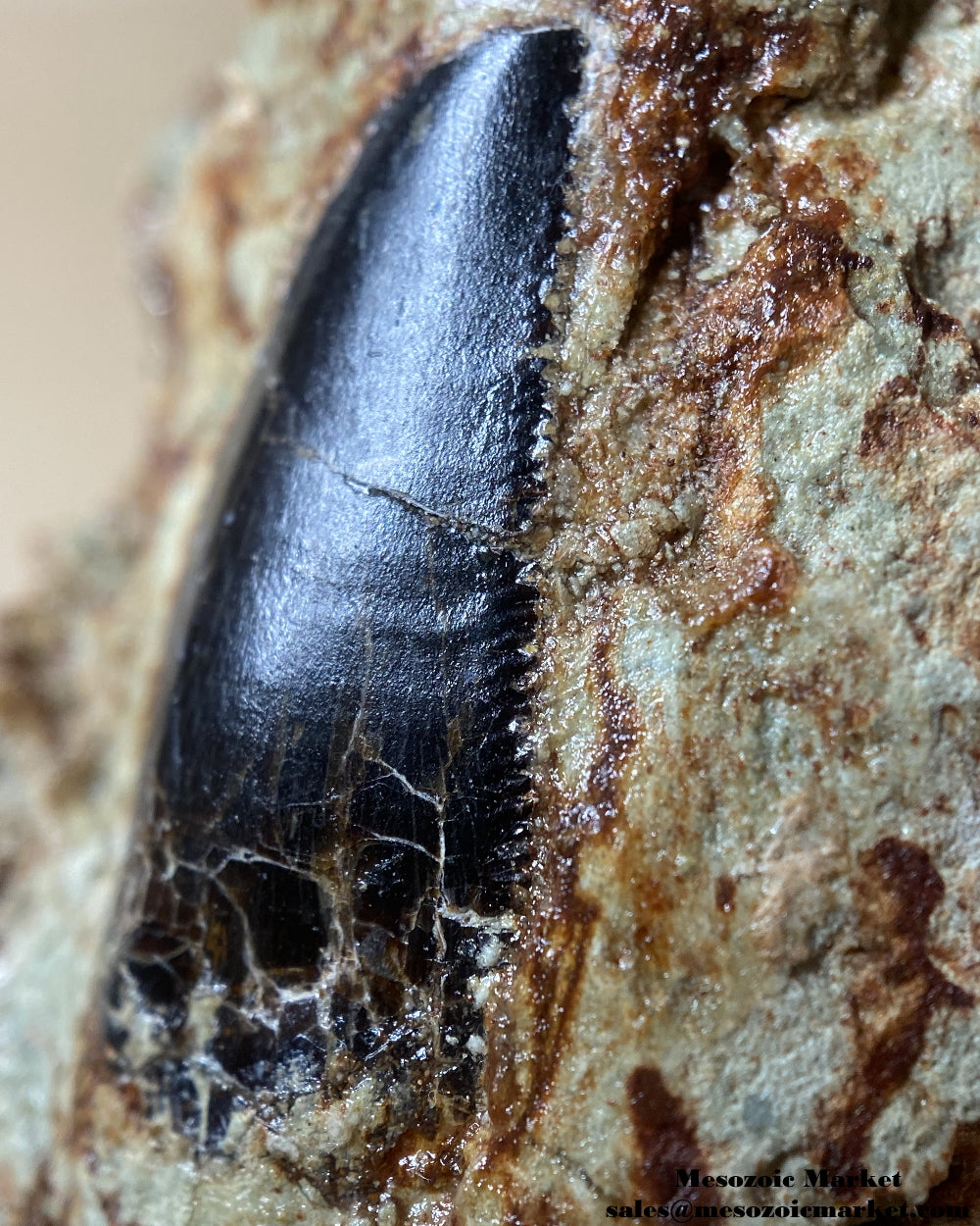 Distal edge of a fossilized dinosaur tooth of a Dekkar abelisaurid theropod on original matrix. #MAR18851-5