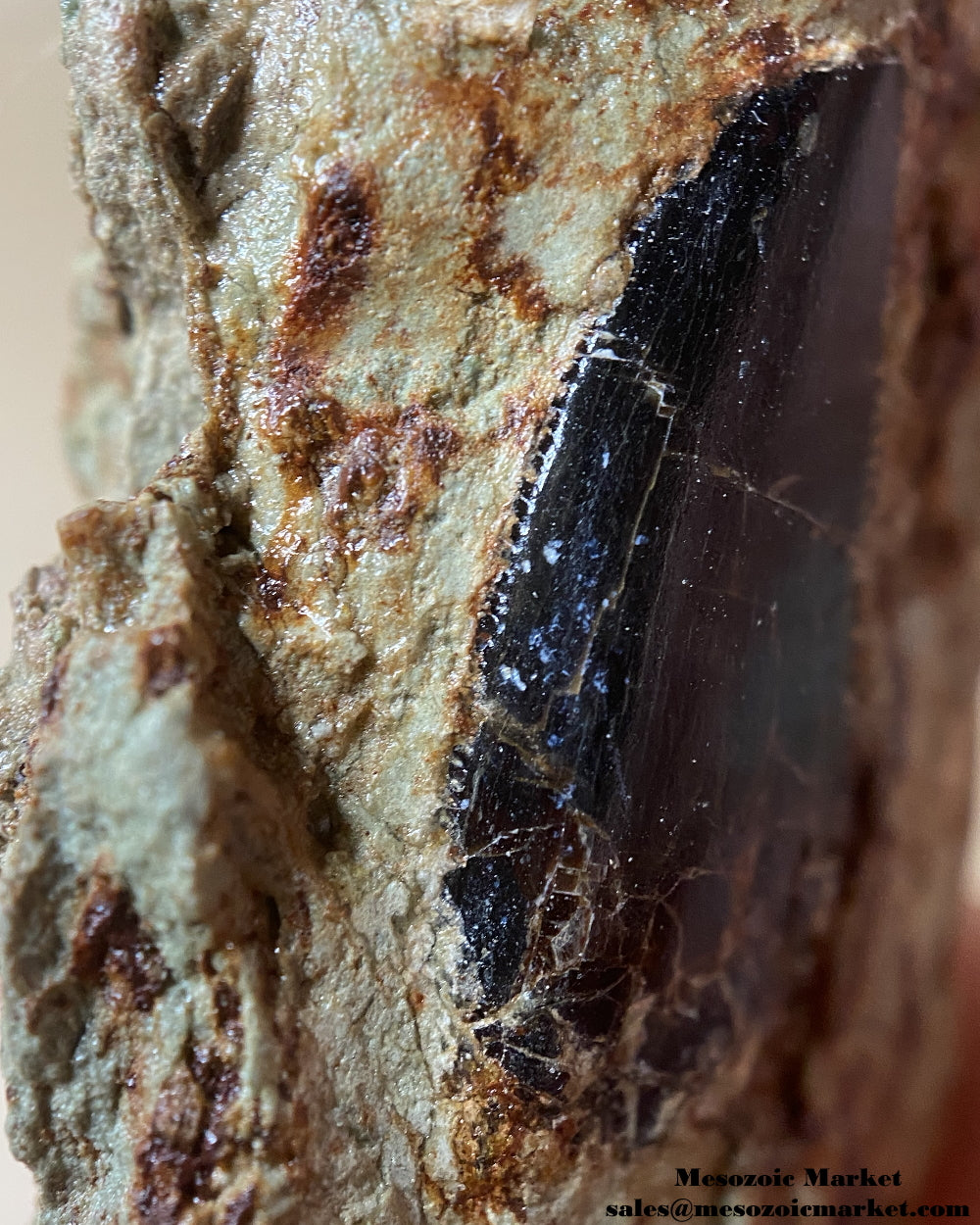 Mesial edge of a fossilized dinosaur tooth of a Dekkar abelisaurid theropod on original matrix. #MAR18851-6