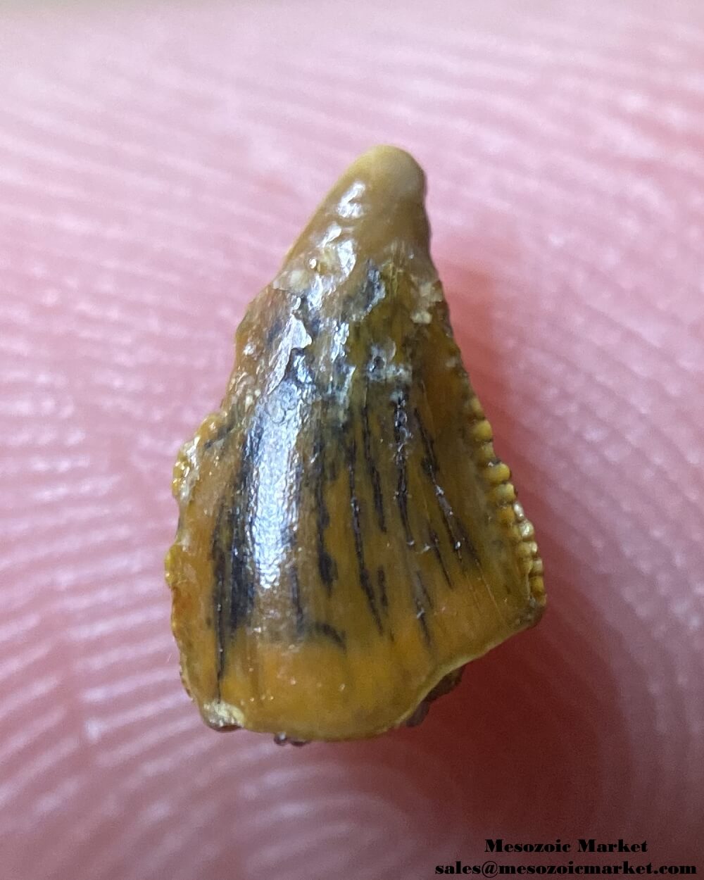 An image of a small abelisaurid tooth.