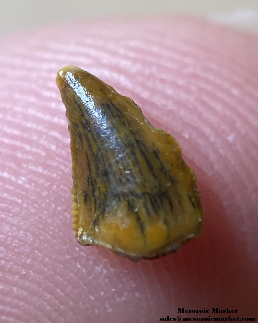 An image of a small abelisaurid dinosaur tooth.