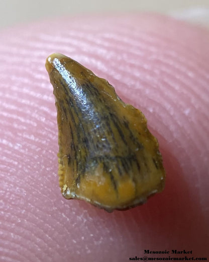 An image of a small abelisaurid dinosaur tooth.