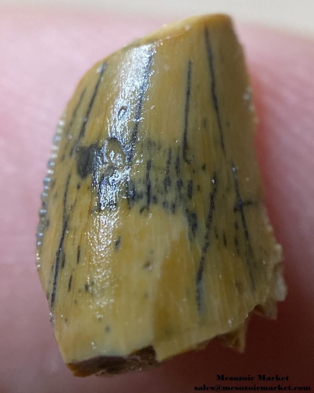 An image of a partial abelisaurid tooth.