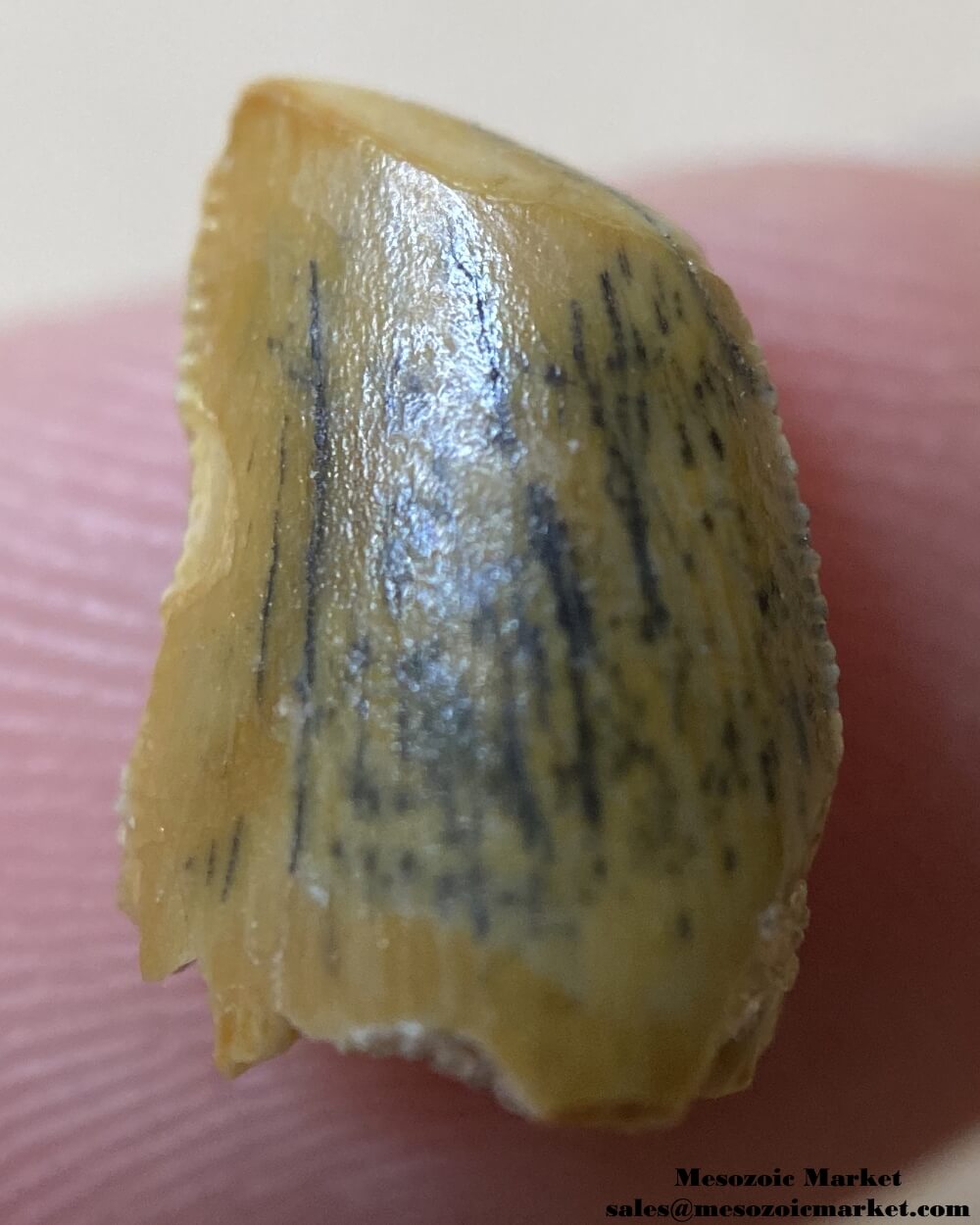 An image of a partial abelisaurid tooth.