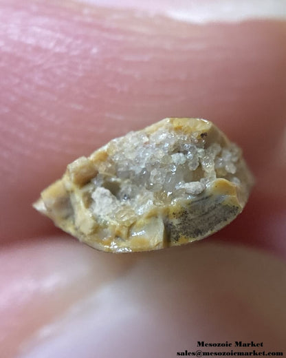 An image of a partial abelisaurid tooth.