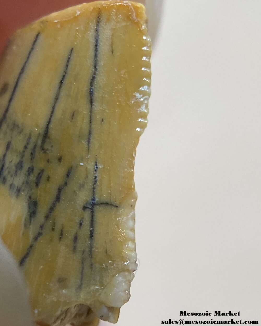 An image of a partial abelisaurid tooth.