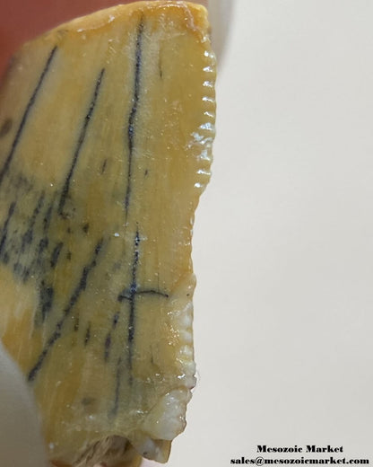 An image of a partial abelisaurid tooth.