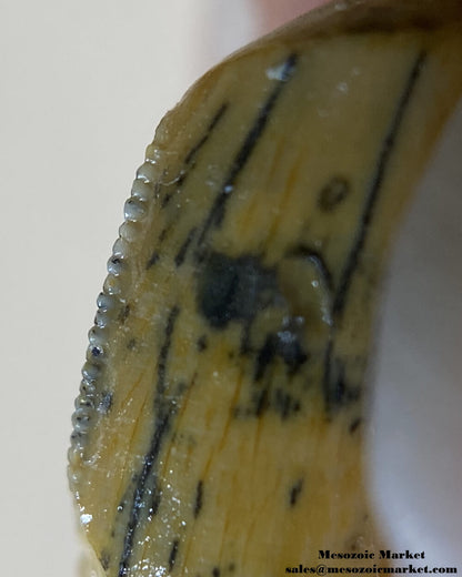 An image of a partial abelisaurid tooth.