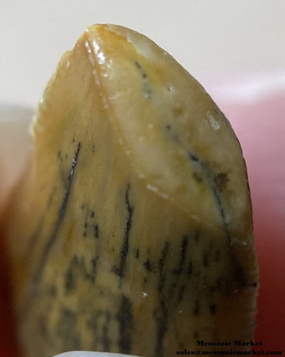 An image of a partial abelisaurid tooth.