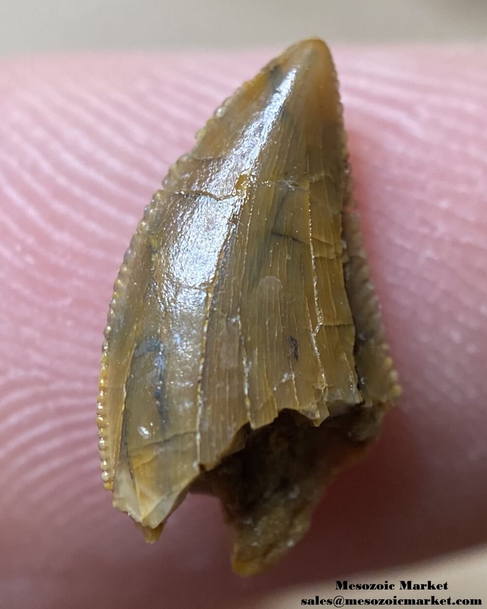 An image of a repaired Rugops tooth.