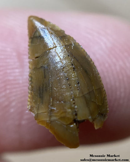 An image of a repaired Rugops tooth.