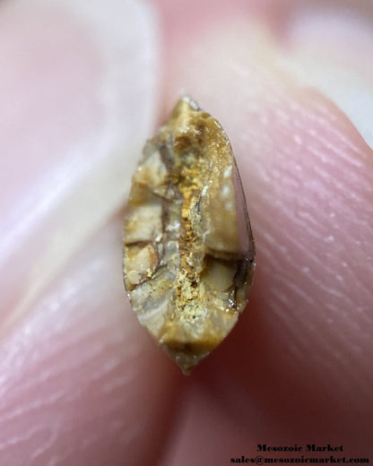 An image of a repaired Rugops tooth cross-section.