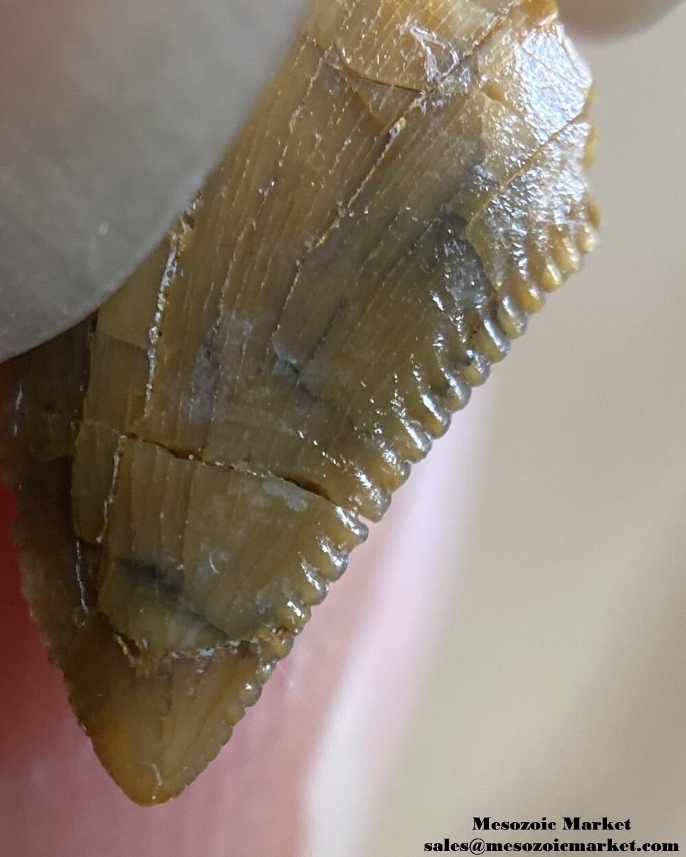 An image of a repaired Rugops tooth.