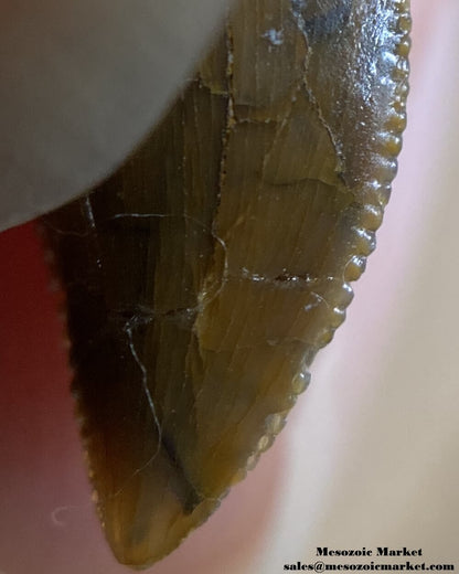 An image of a repaired Rugops tooth.