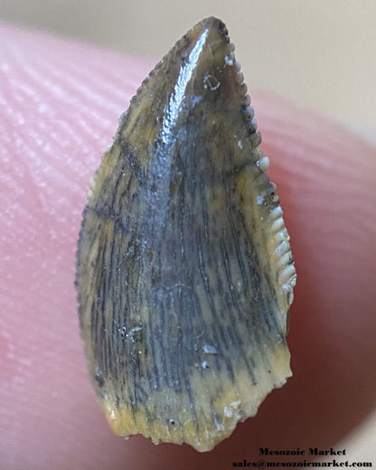 An image of an small abelisaurid or Rugops dinosaur tooth from the Kem Kem Beds.