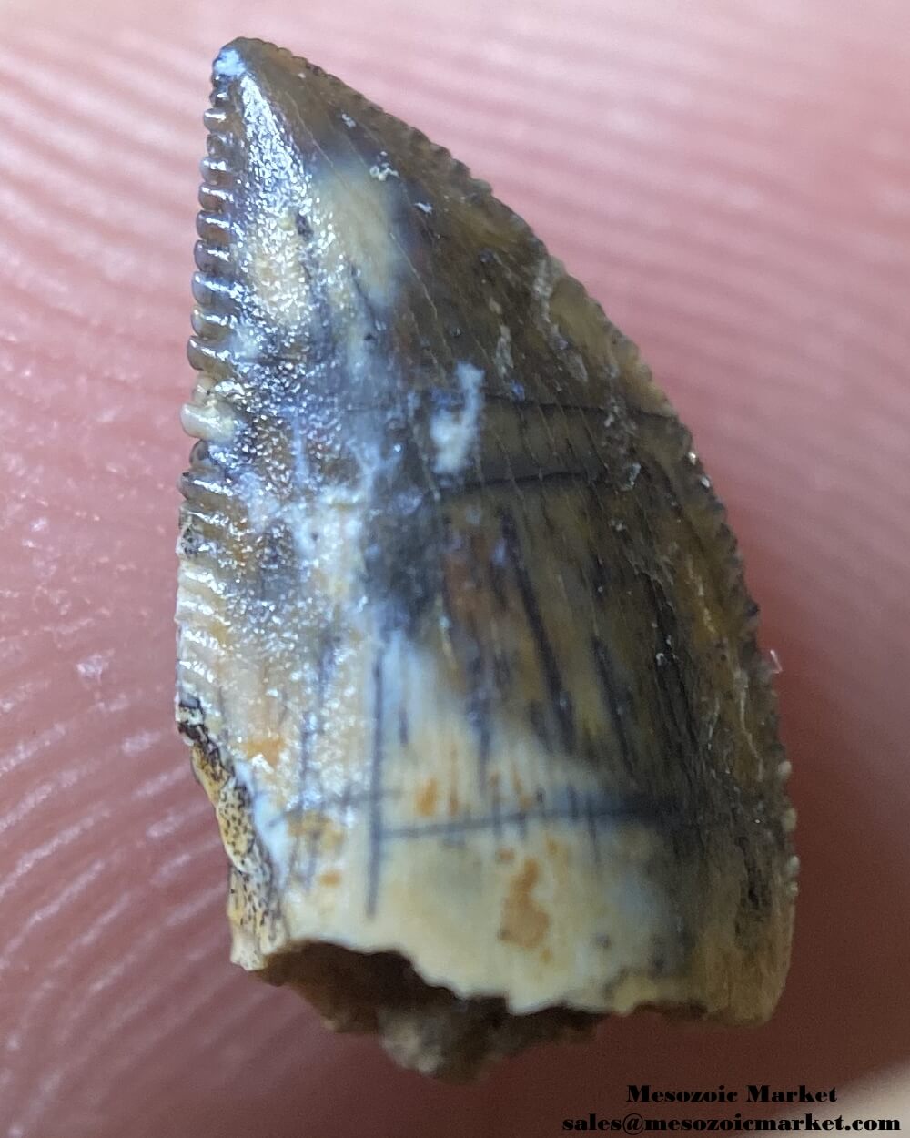 An image of an small abelisaurid or Rugops dinosaur tooth from the Kem Kem Beds.