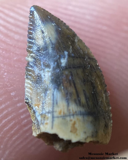 An image of an small abelisaurid or Rugops dinosaur tooth from the Kem Kem Beds.