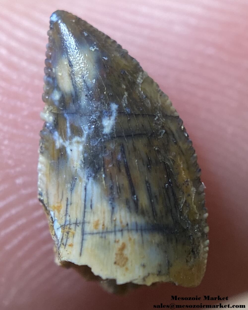 An image of an small abelisaurid or Rugops dinosaur tooth from the Kem Kem Beds.