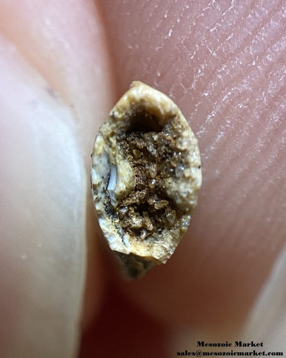 An image of an small abelisaurid or Rugops dinosaur tooth cross-section from the Kem Kem Beds.