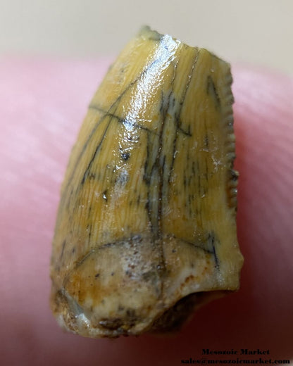 An image of an abelisaurid dinosaur tooth.