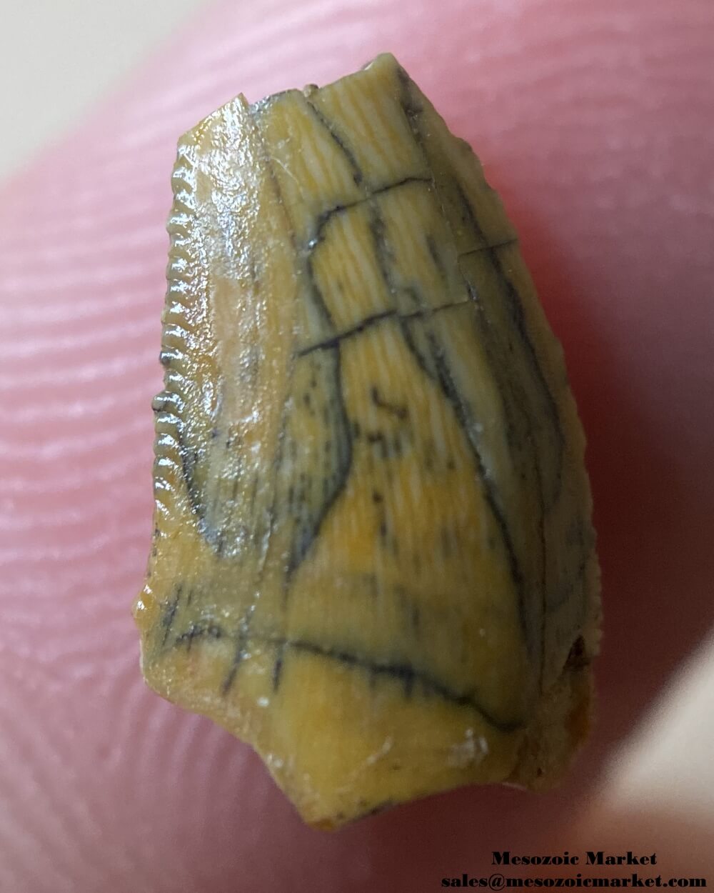 An image of an abelisaurid dinosaur tooth.