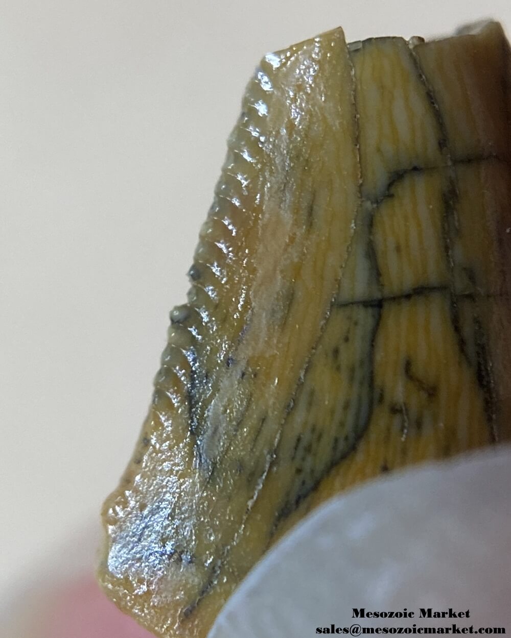 An image of an abelisaurid dinosaur tooth.