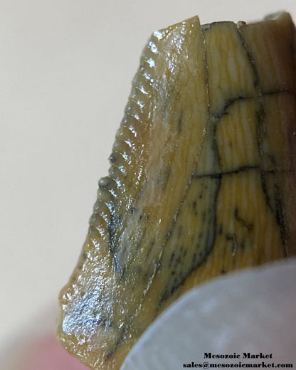 An image of an abelisaurid dinosaur tooth.