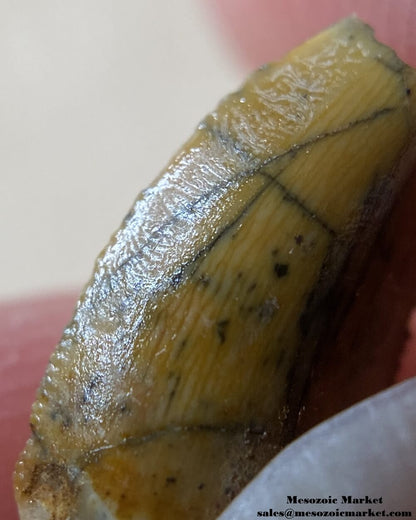 An image of an abelisaurid dinosaur tooth.