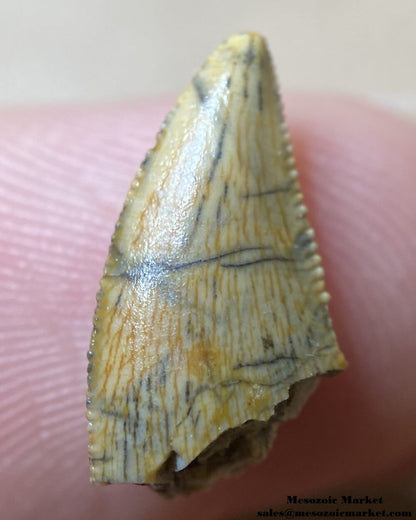 An image of an abelisaurid dinosaur tooth.