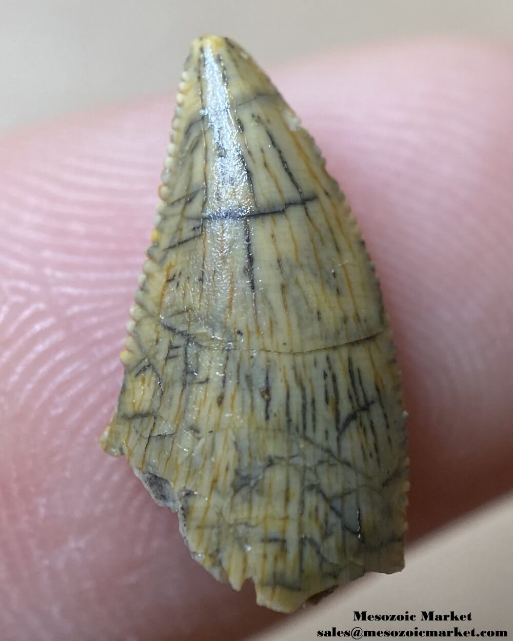 An image of an abelisaurid dinosaur tooth.