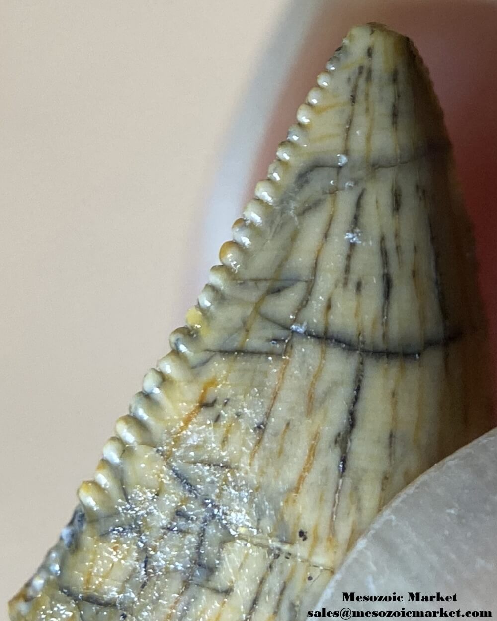 An image of the distal serrations of an abelisaurid dinosaur tooth.